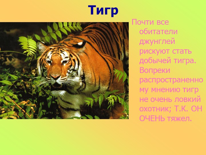 Презентация к занятию в старшей группе "Животные разных стран"