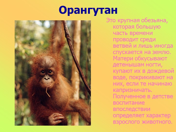 Презентация к занятию в старшей группе "Животные разных стран"