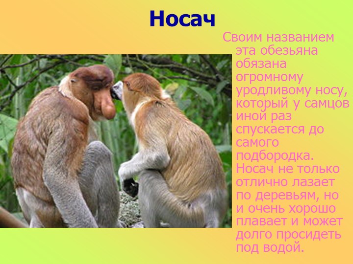 Презентация к занятию в старшей группе "Животные разных стран"