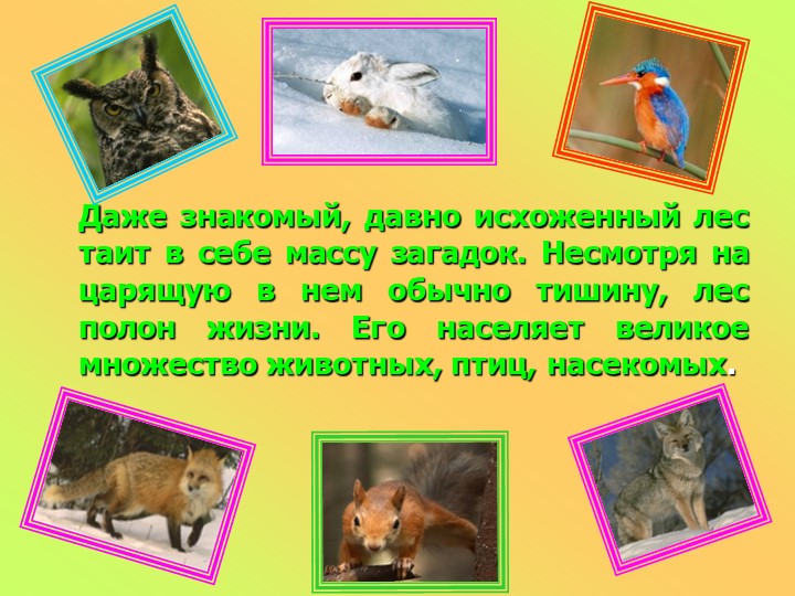 Презентация к занятию в подготовительной группе "Животный российского леса"
