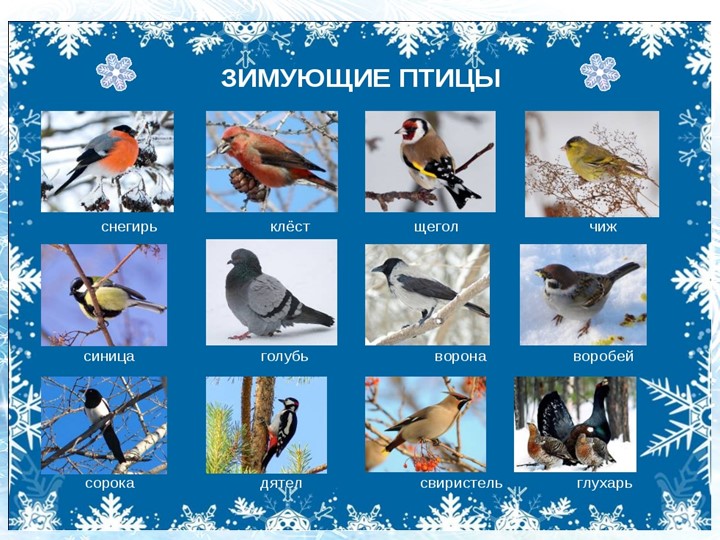 Проект на тему "Зимующие птицы Южного Урала"