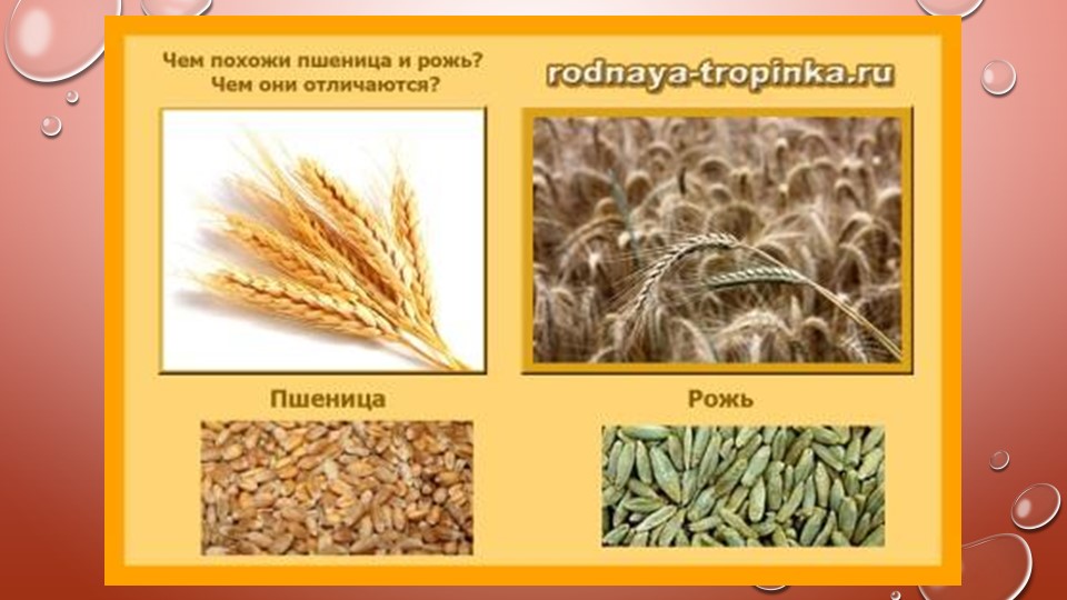 Презентация к НОД "Откуда к нам хлеб пришел"