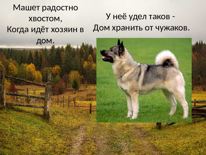 Презентация на тему: "Деревенское подворье"