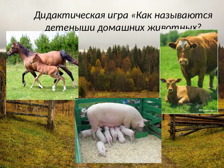 Презентация на тему: "Деревенское подворье"