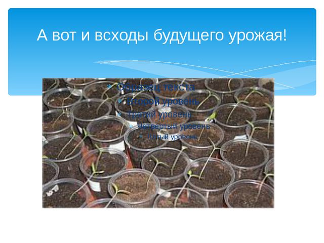 Юные огородники. Презентация проекта в ДОУ