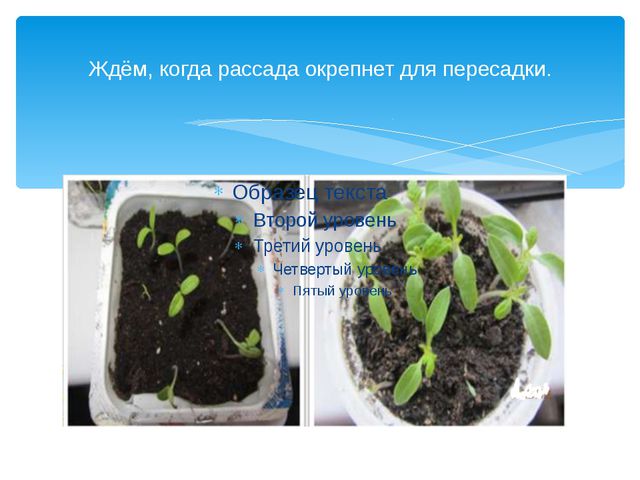 Юные огородники. Презентация проекта в ДОУ