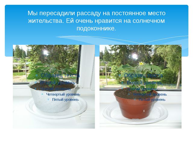 Юные огородники. Презентация проекта в ДОУ