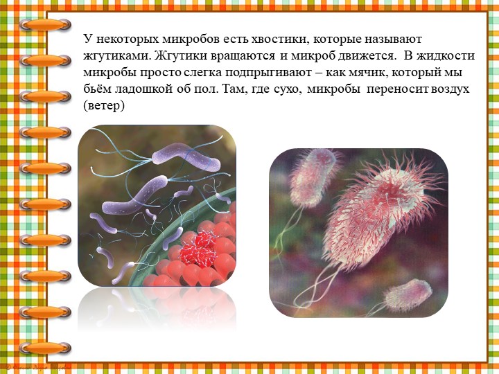 Презентация " Что мы знаем о микробах"
