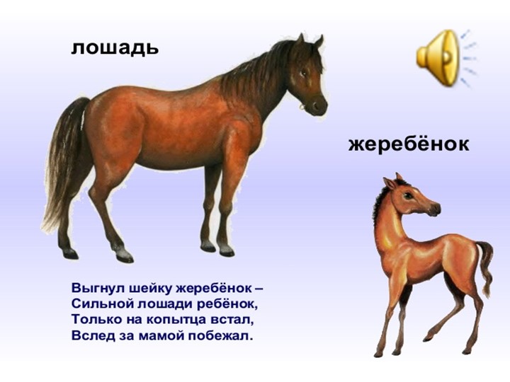 Презентация для детей дошкольного возраста по ознакомлению с животными