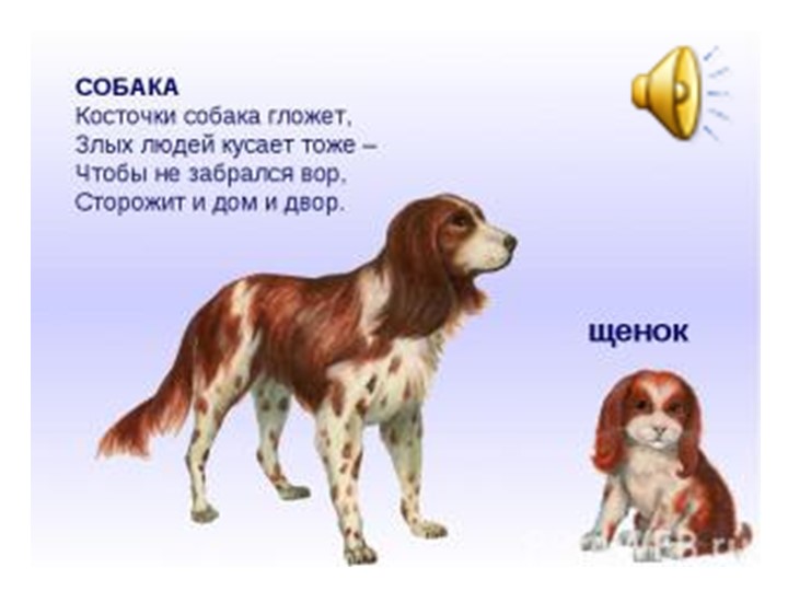 Презентация для детей дошкольного возраста по ознакомлению с животными