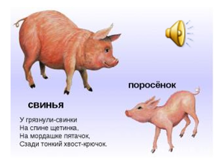 Презентация для детей дошкольного возраста по ознакомлению с животными