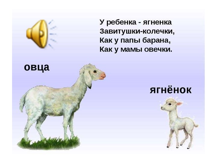 Презентация для детей дошкольного возраста по ознакомлению с животными