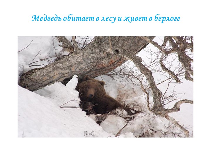Презентация для детей дошкольного возраста по ознакомлению с животными