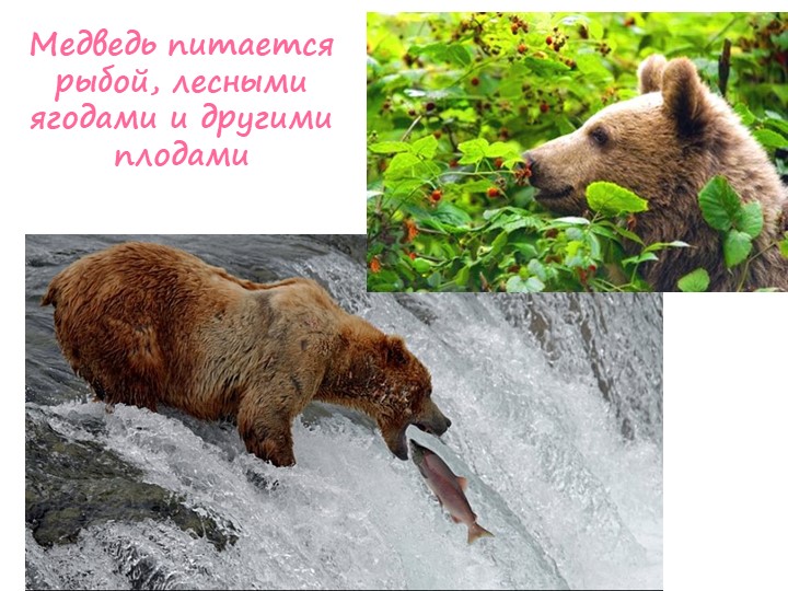 Презентация для детей дошкольного возраста по ознакомлению с животными