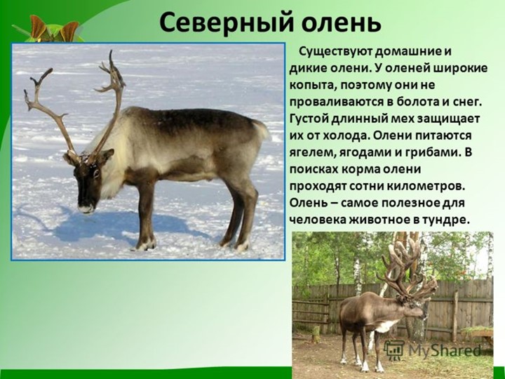 Презентация для детей дошкольного возраста по ознакомлению с животными