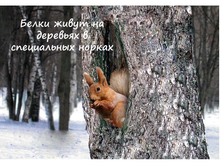 Презентация для детей дошкольного возраста по ознакомлению с животными