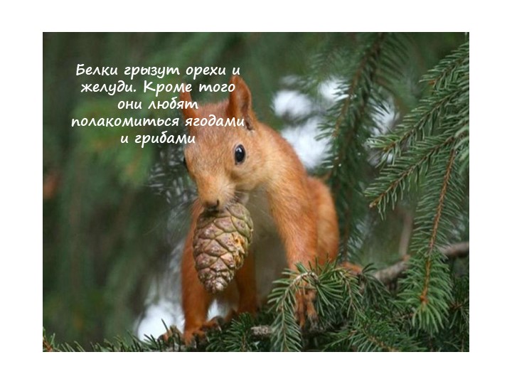 Презентация для детей дошкольного возраста по ознакомлению с животными