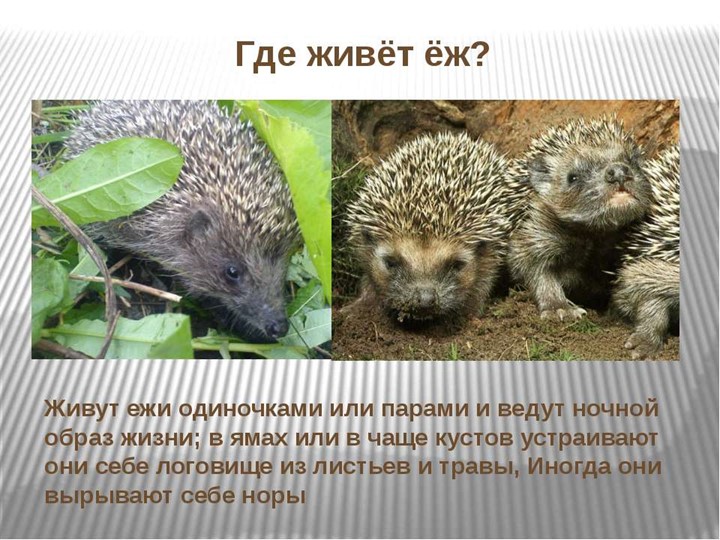 Презентация для детей дошкольного возраста по ознакомлению с животными