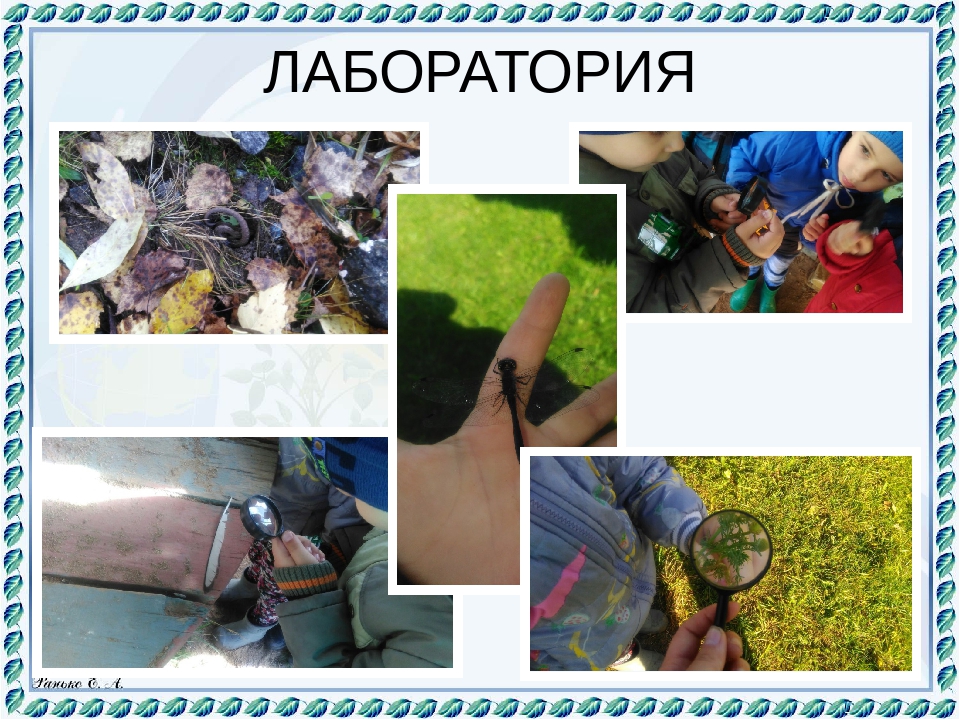 Презентация "Экологическая тропа" Любовь к Родине начинается с любви к природе
