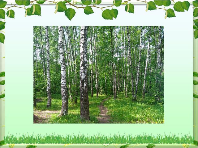 Весенний лес. Презентация для дошкольников