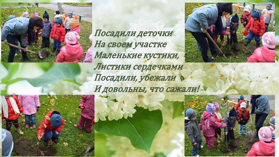 Презентация по окружающему миру"Посадка сирени"(вторая младшая группа)