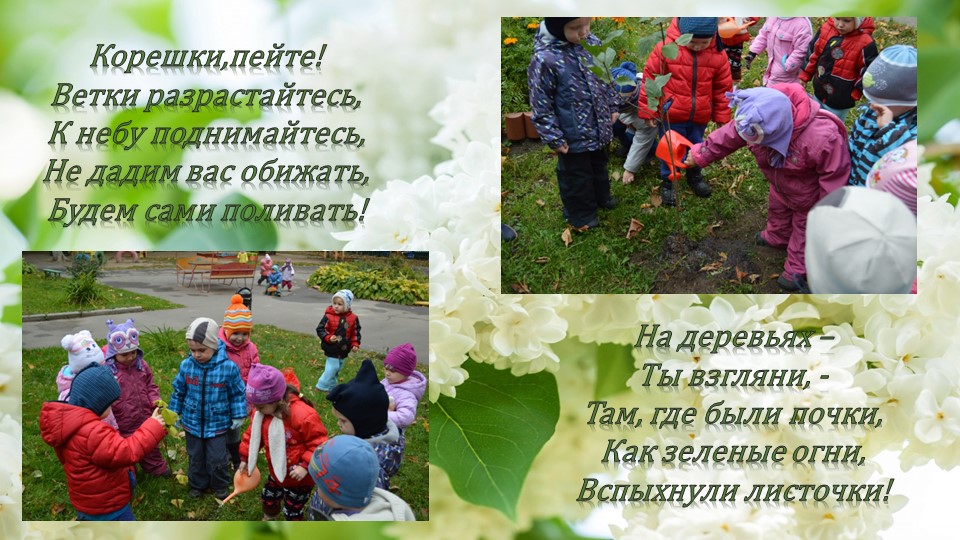 Презентация по окружающему миру"Посадка сирени"(вторая младшая группа)