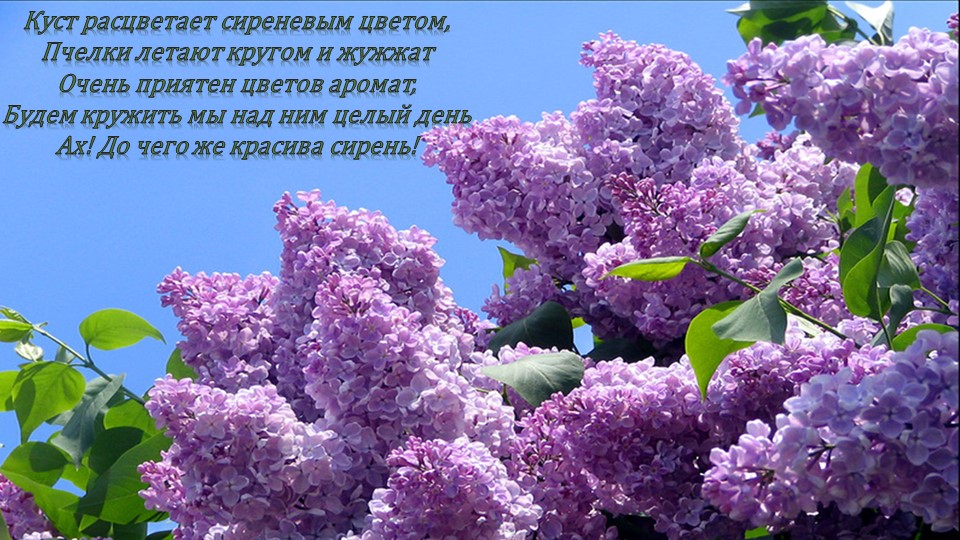 Презентация по окружающему миру"Посадка сирени"(вторая младшая группа)