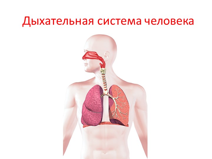 Презентация по валеологии на тему «Как устроена дыхательная система человека» (подготовительная группа)