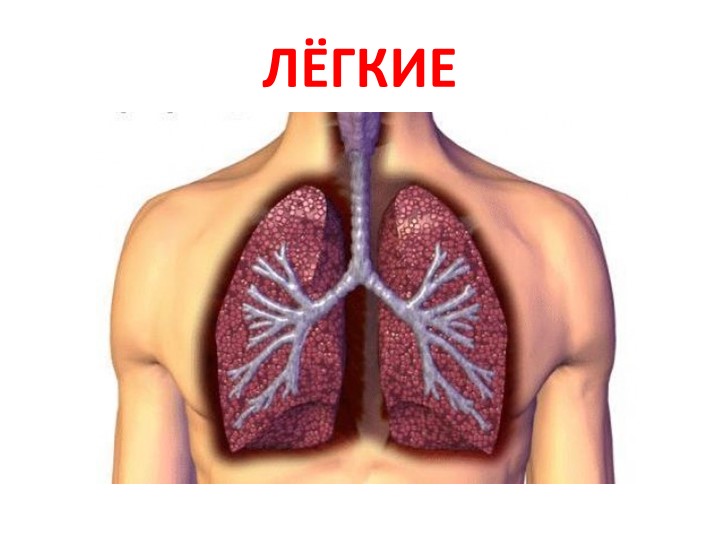 Презентация по валеологии на тему «Как устроена дыхательная система человека» (подготовительная группа)