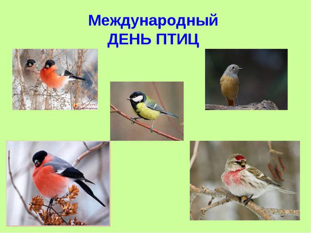 Презентация, посвящённая к международному дню птиц в ДОУ