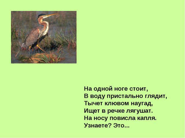 Презентация, посвящённая к международному дню птиц в ДОУ
