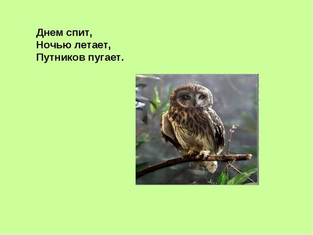 Презентация, посвящённая к международному дню птиц в ДОУ