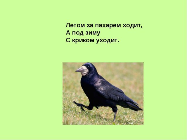 Презентация, посвящённая к международному дню птиц в ДОУ