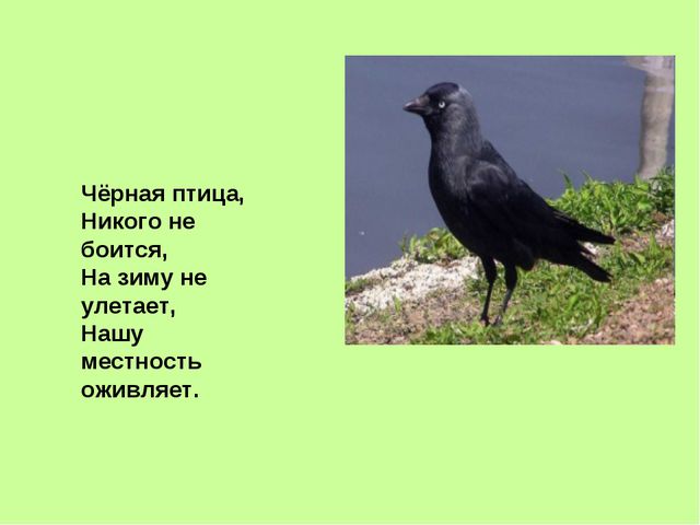 Презентация, посвящённая к международному дню птиц в ДОУ