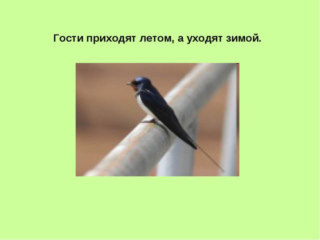 Презентация, посвящённая к международному дню птиц в ДОУ