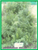 Picture 49