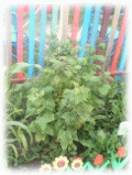 Picture 45