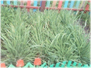 Picture 42