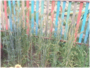 Picture 41