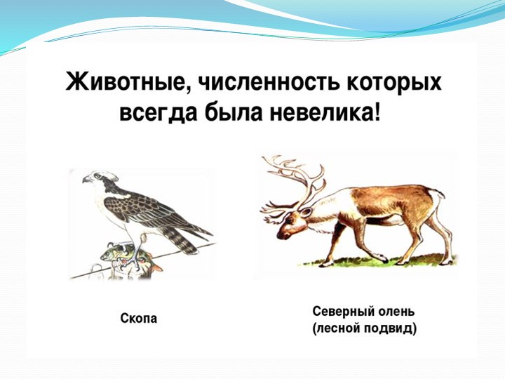Презентация к занятию по экологии «Красная книга»
