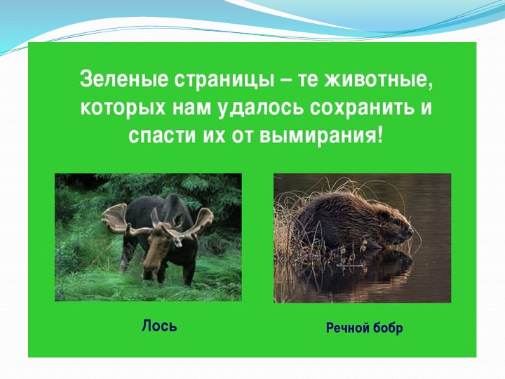 Презентация к занятию по экологии «Красная книга»
