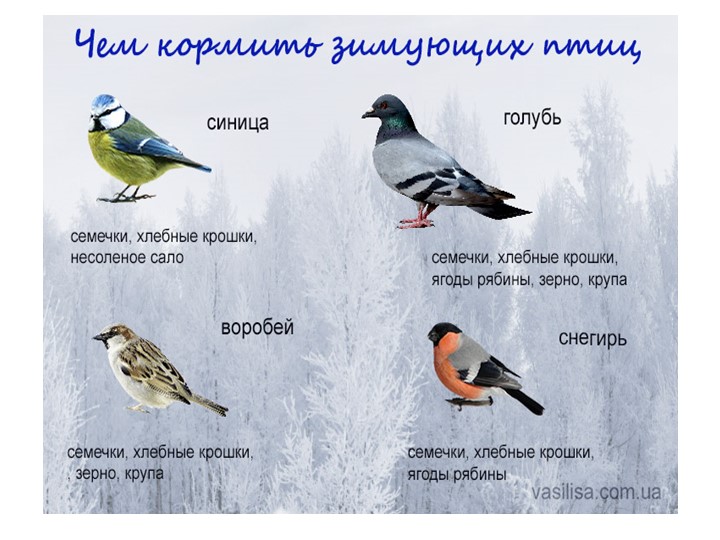 Неделя птицы средняя. Зимующие птицы. Зимующие птицы нашей местности. Зимующие птицы для дошкольников. Представления о зимующих птицах..