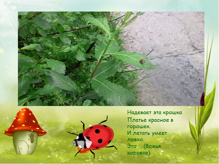 Презентация по экологии на тему "Насекомые"