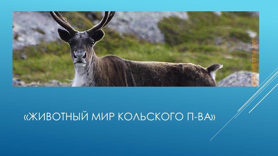 Презентация по экологическому воспитанию на тему:"Край в котором мы живём"