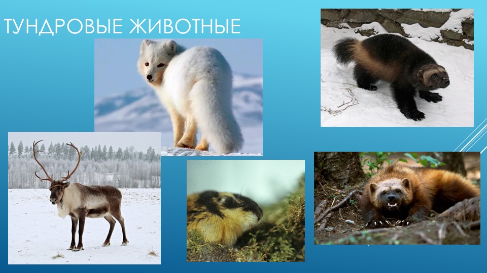 Презентация по экологическому воспитанию на тему:"Край в котором мы живём"