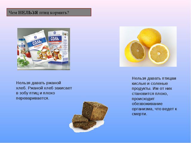 Проект по экологическому воспитанию детей