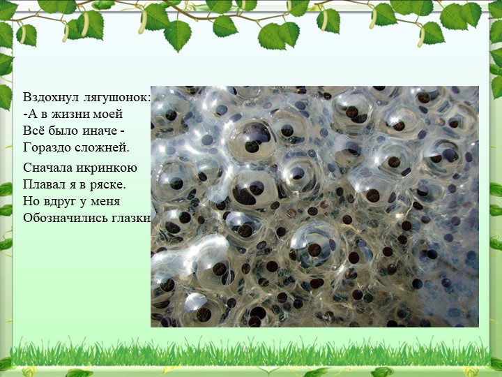 Презентация по окружающему миру