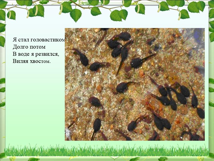 Презентация по окружающему миру