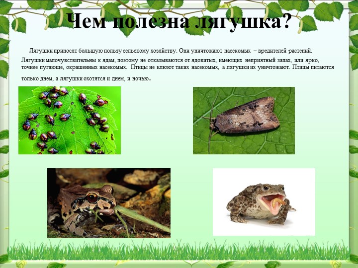 Презентация по окружающему миру
