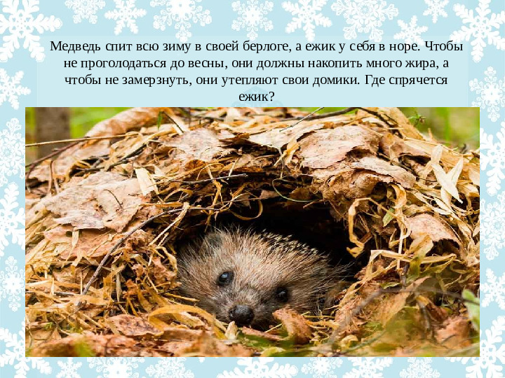 Презентация "Как животные готовятся к зиме?"